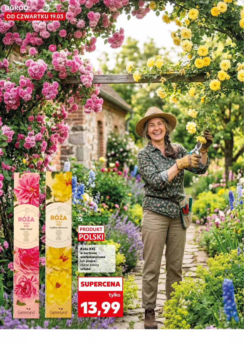 Gazetka promocyjna Kaufland - Kaufland - ważna 19.03 do 25.03.2026 - strona 12 - produkty: Róża