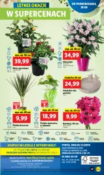 Gazetka promocyjna Lidl - GAZETKA - Gazetka - ważna od 28.06 do 28.06.2023 - strona 49 - produkty: Sok, Por, Gry, Gerber, Róża, Cień, O nas, Tera, Mola, Bukiet
