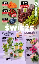 Gazetka promocyjna Netto - Od Poniedziałku - Gazetka - ważna od 25.01 do 25.01.2026 - strona 7 - produkty: Borówka, Gerber, Róża, SEKO, Kalanchoe, Siatka, Lion, Bukiet, Owoce, Wino, K2