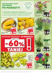 Gazetka promocyjna Kaufland - Gazetka tygodnia - Gazetka - ważna od 03.07 do 03.07.2024 - strona 19 - produkty: Por, Cytryny, Parasol, Tran, Winogrona, Sport, Aksam, Wino, Kukurydza
