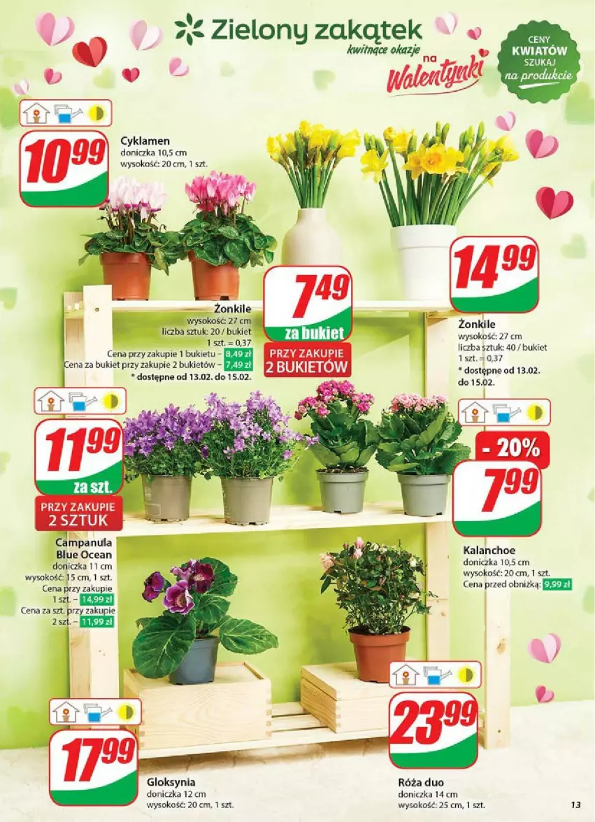 Gazetka promocyjna Dino - ważna 12.02 do 18.02.2025 - strona 5 - produkty: Bukiet, Campanula, Cyklamen, Kalanchoe, Róża, Sok