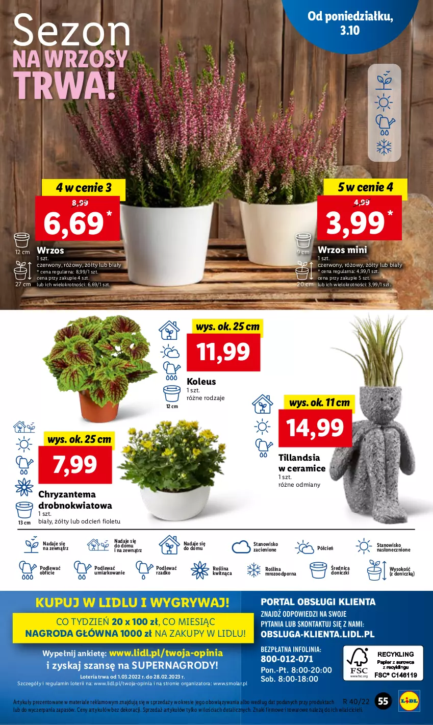 Gazetka promocyjna Lidl - GAZETKA - ważna 03.10 do 05.10.2022 - strona 59 - produkty: Chryzantema, Cień, Gry, Mola, O nas, Por, Sok