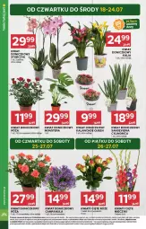 Gazetka promocyjna Stokrotka - Supermarket - Gazetka - ważna od 24.07 do 24.07.2024 - strona 6 - produkty: Campanula, Warzywa, Sok, Róża, Kwiaty cięte, Kalanchoe, Tera, Storczyk, Bukiet, Owoce, Mięso, Miecz