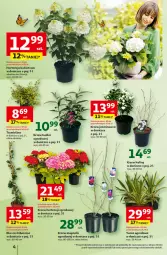 Gazetka promocyjna Auchan - Ogród pełen życia Hipermarket - Gazetka - ważna od 26.03 do 26.03.2025 - strona 4 - produkty: Bukiet