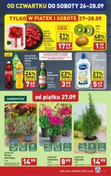 Gazetka promocyjna Aldi - Gazetka - ważna od 29.09 do 29.09.2024 - strona 16 - produkty: Sok, Cyklamen, Cyprysik