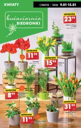 Gazetka promocyjna Biedronka - Od Czwartku - Gazetka - ważna od 15.01 do 15.01.2025 - strona 23 - produkty: Hama, Sok, Tulipan, Amarylis, Bukiet