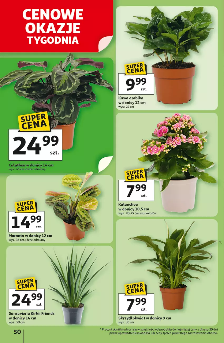 Gazetka promocyjna Auchan - ROZKRĘCAMY LATO Hipermarket - ważna 26.06 do 02.07.2025 - strona 52 - produkty: Kalanchoe, Kawa