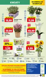 Gazetka promocyjna Lidl - GAZETKA - Gazetka - ważna od 06.07 do 06.07.2024 - strona 39 - produkty: Sok, Por, Gra, Cień, Kosz, O nas, Storczyk, Mola, Bukiet