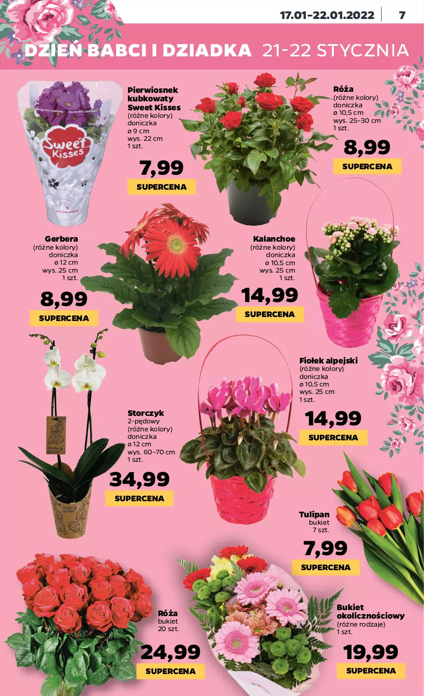 Gazetka promocyjna Netto - Gazetka spożywcza - ważna 17.01 do 22.01.2022 - strona 7 - produkty: Bukiet, Gerber, Kalanchoe, Róża, Storczyk, Tulipan