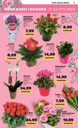 Gazetka promocyjna Netto - Gazetka spożywcza - Gazetka - ważna od 22.01 do 22.01.2022 - strona 7 - produkty: Gerber, Tulipan, Róża, Kalanchoe, Storczyk, Bukiet