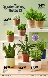 Gazetka promocyjna Netto - Od Poniedziałku - Gazetka - ważna od 02.05 do 02.05.2025 - strona 28 - produkty: Ananas, Sukulent