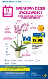 Gazetka promocyjna Lidl - GAZETKA OD 18.11 DO 21.11 - Gazetka - ważna od 21.11 do 21.11.2021 - strona 55 - produkty: Top, Sok, Gry, Gra, Cień, O nas, Storczyk, Mola