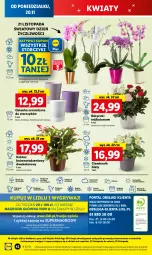Gazetka promocyjna Lidl - GAZETKA - Gazetka - ważna od 22.11 do 22.11.2023 - strona 52 - produkty: Top, Sok, Por, Gry, Kaktus, Cień, O nas, Storczyk, Mola, Osłonka