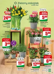 Gazetka promocyjna Dino - Gazetka 17 / 2026 - Gazetka - ważna od 28.04 do 28.04.2026 - strona 59 - produkty: Sok, Tulipan, Kalanchoe, Bukiet, Sukulent