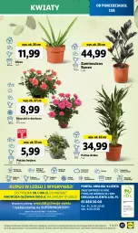 Gazetka promocyjna Lidl - od Poniedziałku - Gazetka - ważna od 12.08 do 12.08.2023 - strona 82 - produkty: Sok, Por, Gry, Cień, O nas, Palma, Mola