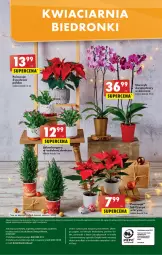 Gazetka promocyjna Biedronka - Gazetka - Biedronka.pl - Gazetka - ważna od 03.12 do 03.12.2022 - strona 56 - produkty: Gra, Telefon, Papier, Poinsecja, Szlumbergera, Wazon, , Storczyk, Fa