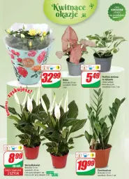 Gazetka promocyjna Dino - Gazetka 31 / 2024 - Gazetka - ważna od 06.08 do 06.08.2024 - strona 49 - produkty: Sok, Róża