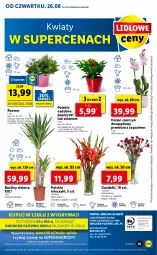 Gazetka promocyjna Lidl - GAZETKA - Gazetka - ważna od 29.08 do 29.08.2021 - strona 55 - produkty: Gry, Cień, O nas, Storczyk, Solan, Mola, Bukiet, Miecz