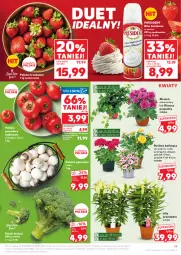 Gazetka promocyjna Kaufland - Gazetka tygodnia - Gazetka - ważna od 25.06 do 25.06.2025 - strona 19 - produkty: Piec, Róża, Président, Truskawki, Cień, Grunt, Pomidory