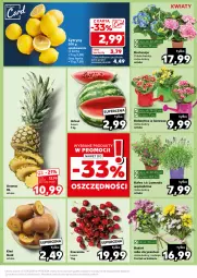 Gazetka promocyjna Kaufland - Kaufland - Gazetka - ważna od 19.06 do 19.06.2024 - strona 7 - produkty: Cytryny, Kalanchoe, Bukiet