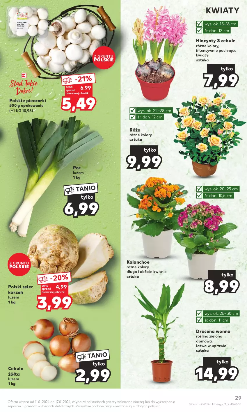 Gazetka promocyjna Kaufland - Gazetka tygodnia - ważna 11.01 do 17.01.2024 - strona 29 - produkty: Cebula, Grunt, Hiacynt, Kalanchoe, Piec, Por, Róża, Seler korzeń