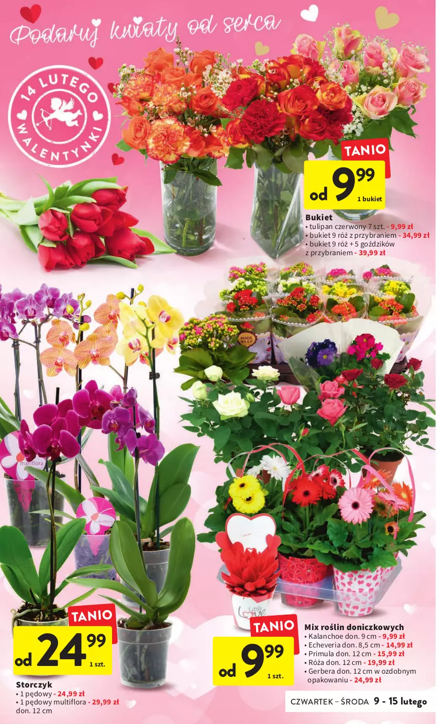 Gazetka promocyjna Intermarche - Gazetka Intermarche - ważna 09.02 do 15.02.2023 - strona 12 - produkty: Bukiet, Flora, Gerber, Kalanchoe, Primula, Róża, Storczyk, Tulipan