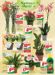 Gazetka promocyjna Dino - G27 - Gazetka - ważna od 11.07 do 11.07.2023 - strona 19 - produkty: Sok, Storczyk, Bukiet, Nawóz