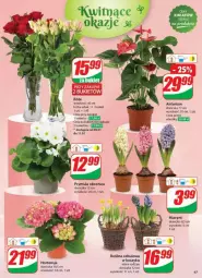 Gazetka promocyjna Dino - Gazetka - ważna od 14.01 do 14.01.2025 - strona 42 - produkty: Sok, Hiacynt, Prymula, Kosz, Bukiet