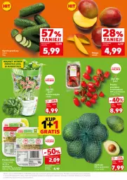 Gazetka promocyjna Kaufland - Mocny Start - Gazetka - ważna od 14.05 do 14.05.2025 - strona 17 - produkty: Kiełki, Bazyl, Bazylia, Grunt