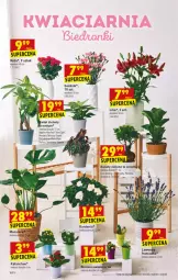 Gazetka promocyjna Biedronka - W tym tygodniu - Gazetka - ważna od 10.07 do 10.07.2021 - strona 10 - produkty: Sok, Róża, Tera,