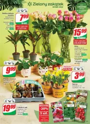 Gazetka promocyjna Dino - Gazetka - ważna od 18.03 do 18.03.2025 - strona 47 - produkty: Sok, Bukiet, Narcyz