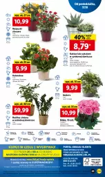 Gazetka promocyjna Lidl - GAZETKA - Gazetka - ważna od 19.10 do 19.10.2022 - strona 73 - produkty: Sok, Por, Gry, Kaktus, Cynk, Cień, O nas, Kalanchoe, Mola, Bukiet, Sukulent