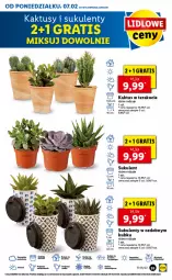 Gazetka promocyjna Lidl - GAZETKA - Gazetka - ważna od 09.02 do 09.02.2022 - strona 55 - produkty: Por, Koc, Gra, Kaktus, Tera, Sukulent