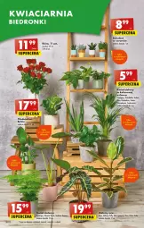 Gazetka promocyjna Biedronka - Od czwartku - Gazetka - ważna od 19.07 do 19.07.2023 - strona 20 - produkty: Róża, Kawa, Palma, Mule, Sukulent