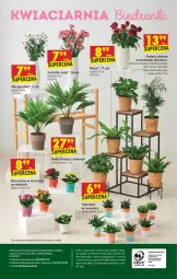 Gazetka promocyjna Biedronka - Ten tydzień - Gazetka - ważna od 12.06 do 12.06.2021 - strona 56 - produkty: Sok, Gra, Telefon, Róża, Kalanchoe, Palma, Sukulent, Fa