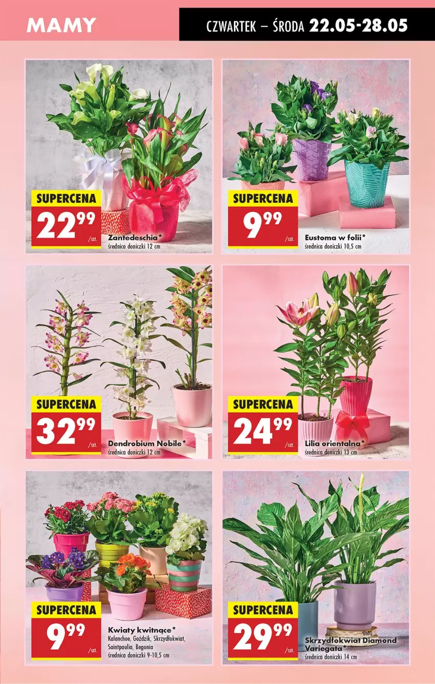 Gazetka promocyjna Biedronka - Od Czwartku - ważna 22.05 do 28.05.2025 - strona 9 - produkty: Kalanchoe