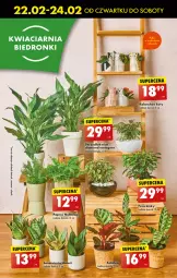Gazetka promocyjna Biedronka - Od czwartku - Gazetka - ważna od 28.02 do 28.02.2024 - strona 21 - produkty: Koc, Kalanchoe