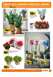Gazetka promocyjna Obi - Gazetka OBI - Gazetka - ważna od 13.12 do 13.12.2022 - strona 11 - produkty: Kalanchoe, Storczyk, Sukulent, Fa