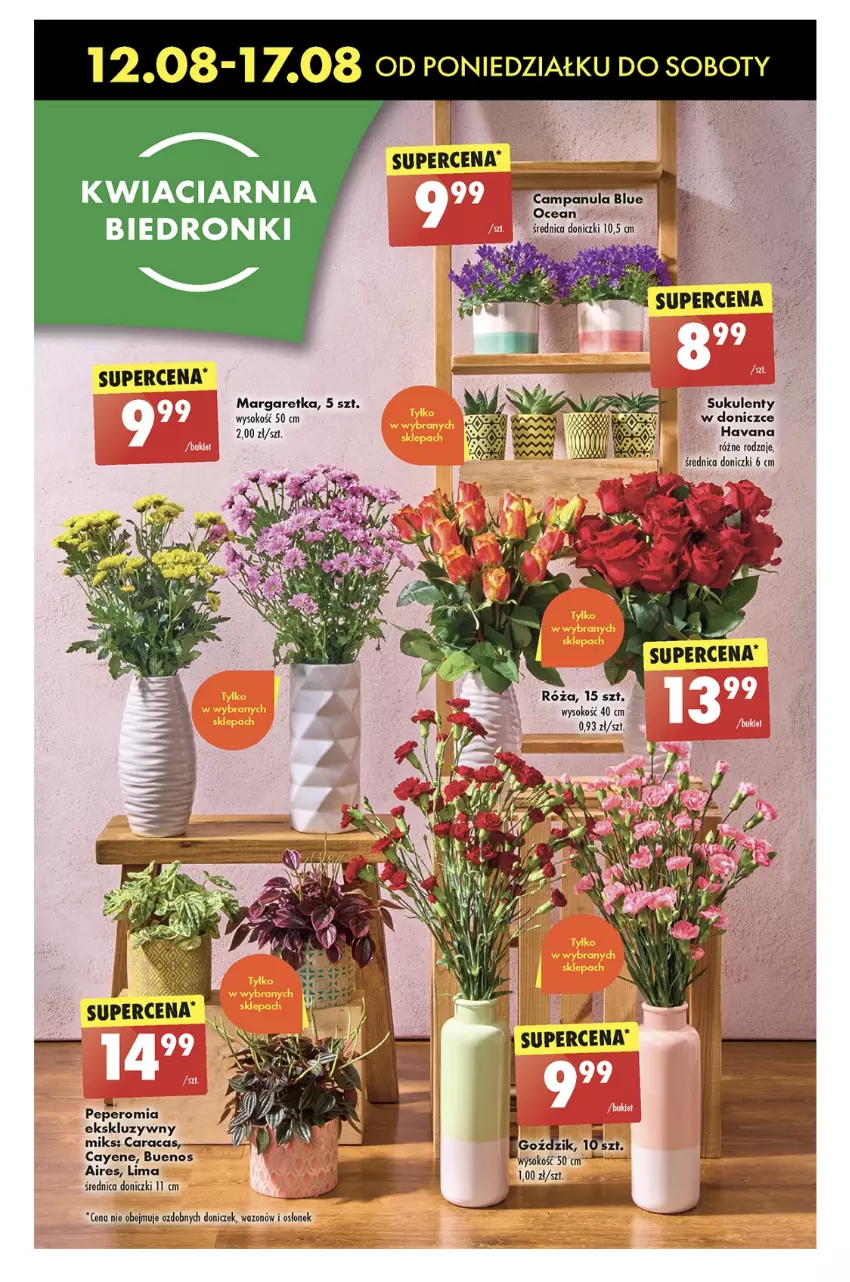 Gazetka promocyjna Biedronka - Od poniedzialku - ważna 12.08 do 17.08.2024 - strona 25 - produkty: Campanula, Róża, Sok, Sukulent, Wazon