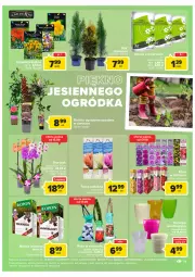 Gazetka promocyjna Carrefour - Gazetka Market - Gazetka - ważna od 24.09 do 24.09.2022 - strona 19 - produkty: Róża, Storczyk, Nawóz, Ogród, Osłonka