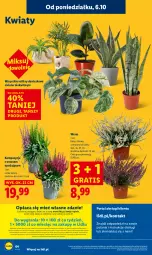 Gazetka promocyjna Lidl - GAZETKA - Gazetka - ważna od 08.10 do 08.10.2025 - strona 66 - produkty: Por, Gra, Portal, Laur, Mola