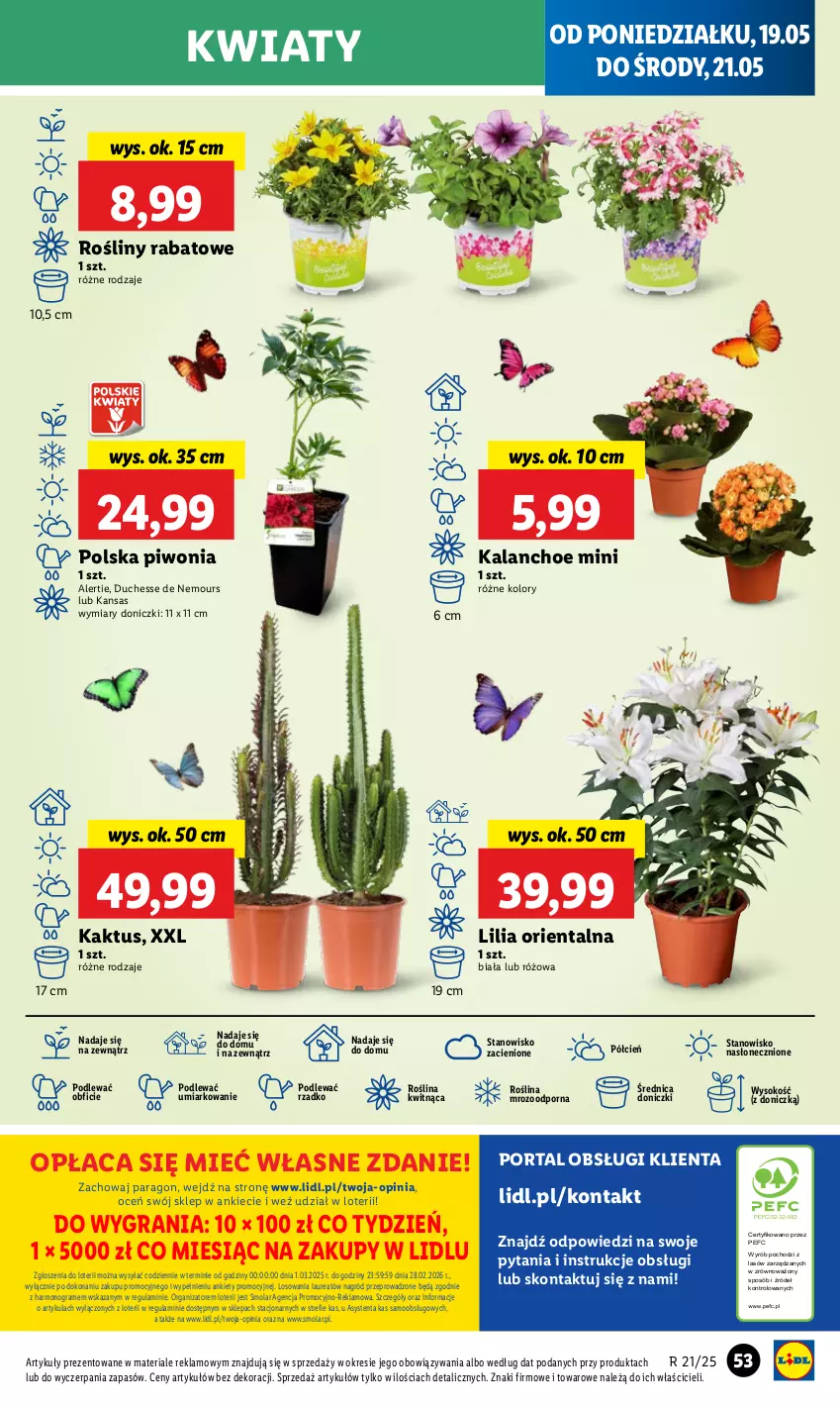 Gazetka promocyjna Lidl - GAZETKA - ważna 19.05 do 21.05.2025 - strona 61 - produkty: Cień, Gra, Kaktus, Kalanchoe, Laur, Mola, O nas, Piwo, Por, Portal, Sok