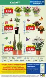 Gazetka promocyjna Lidl - GAZETKA - Gazetka - ważna od 21.05 do 21.05.2025 - strona 61 - produkty: Piwo, Sok, Por, Gra, Kaktus, Cień, O nas, Portal, Kalanchoe, Laur, Mola