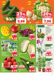Gazetka promocyjna Kaufland - Gazetka tygodnia - Gazetka - ważna od 04.02 do 04.02.2026 - strona 15 - produkty: Kalafior, Hiacynt, Kalanchoe, Sałat, Storczyk, Winogrona, Wino, Grunt, Mango, Pomidory