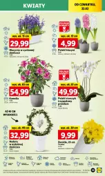 Gazetka promocyjna Lidl - GAZETKA - Gazetka - ważna od 24.02 do 24.02.2024 - strona 51 - produkty: Sok, Por, Hiacynt, Cynk, Cień, O nas, Storczyk, Bukiet