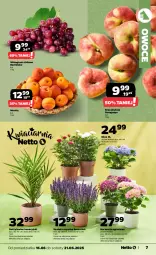 Gazetka promocyjna Netto - Od Poniedziałku - Gazetka - ważna od 21.06 do 21.06.2025 - strona 7 - produkty: Róża, Morela, Sati, Owoce, Wino