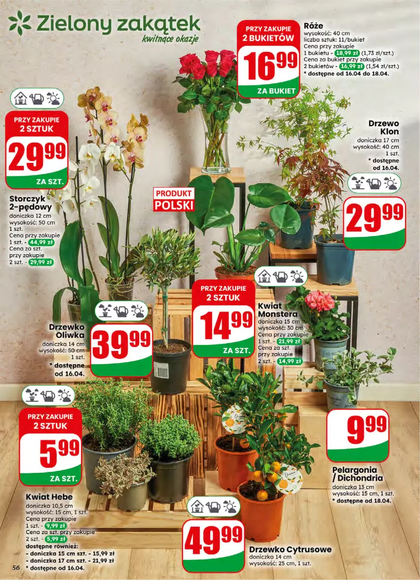 Gazetka promocyjna Dino - Gazetka 16 / 2026 - ważna 15.04 do 21.04.2026 - strona 56 - produkty: Bukiet, Sok, Storczyk