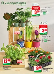Gazetka promocyjna Dino - Gazetka 16 / 2026 - Gazetka - ważna od 21.04 do 21.04.2026 - strona 55 - produkty: Sok, Hiacynt, Narcyz