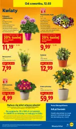 Gazetka promocyjna Lidl - GAZETKA - Gazetka - ważna od 14.03 do 14.03.2026 - strona 75 - produkty: Sok, Por, Gra, Prymula, Portal, Laur, Mola, Narcyz, Sukulent