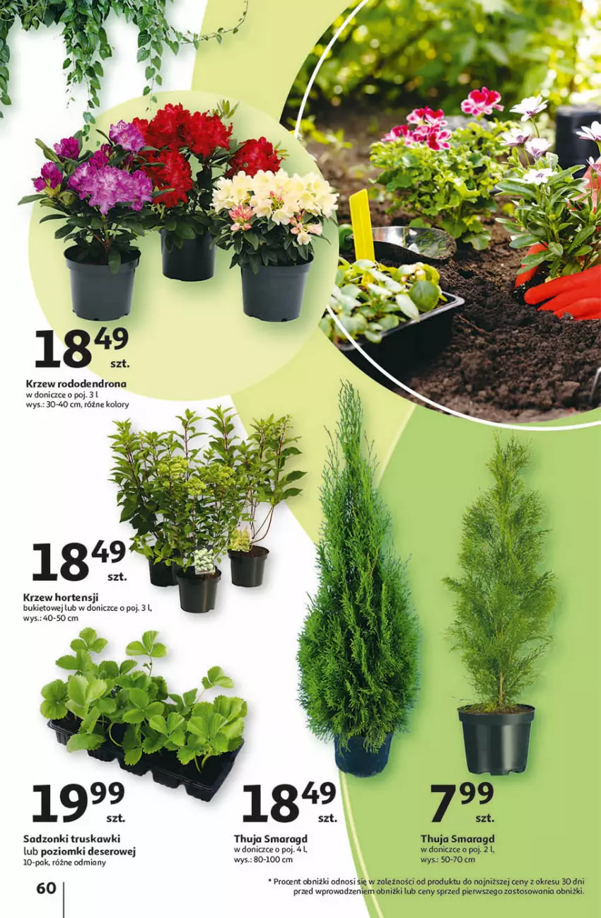Gazetka promocyjna Auchan - Gazetka Przygotuj ogród na wiosnę! Hipermarket Auchan - ważna 04.04 do 10.04.2024 - strona 60 - produkty: Bukiet, Truskawki